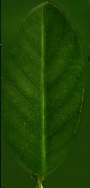 ModernPlant Leaves