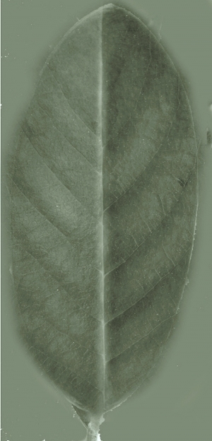 ModernPlant Leaves