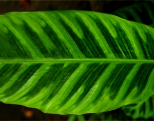 植物树叶-ID:140299846