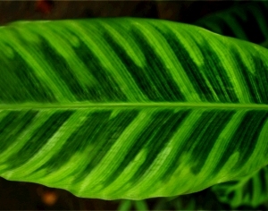 ModernPlant Leaves