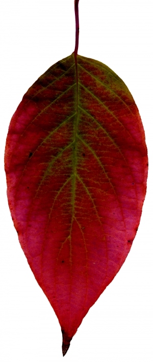ModernPlant Leaves
