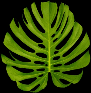 植物树叶-ID:638698108