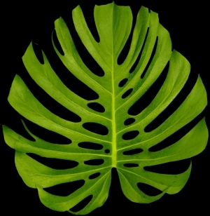 ModernPlant Leaves