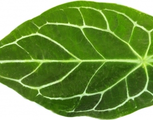 ModernPlant Leaves