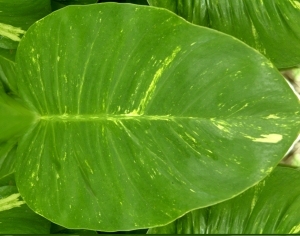 ModernPlant Leaves