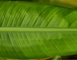 ModernPlant Leaves