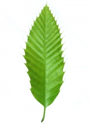 ModernPlant Leaves