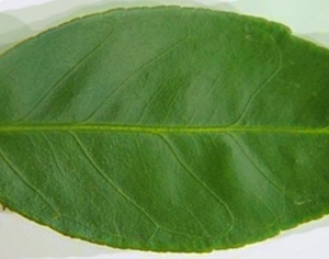 ModernPlant Leaves