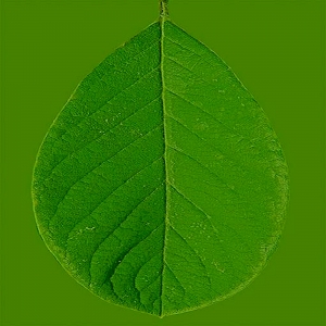 植物树叶-ID:842372893