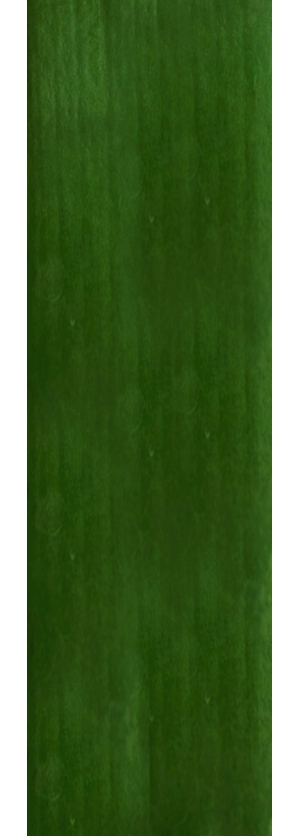 植物树叶-ID:984869009