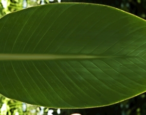 ModernPlant Leaves