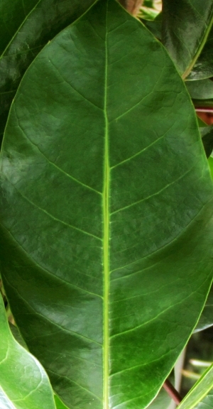 ModernPlant Leaves