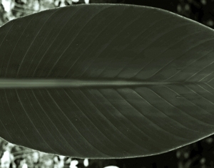 ModernPlant Leaves