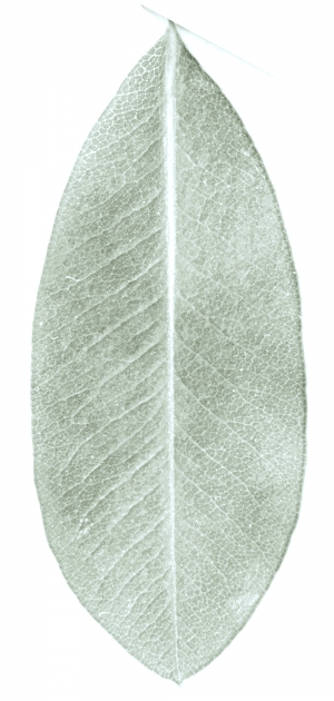 植物树叶-ID:665113937