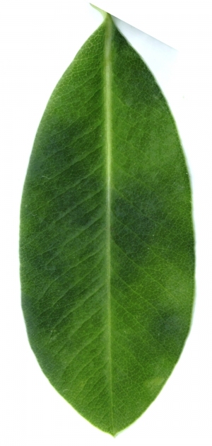 ModernPlant Leaves
