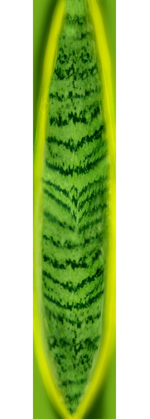 植物树叶-ID:570369011