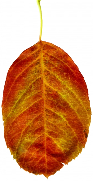 植物树叶-ID:775388003