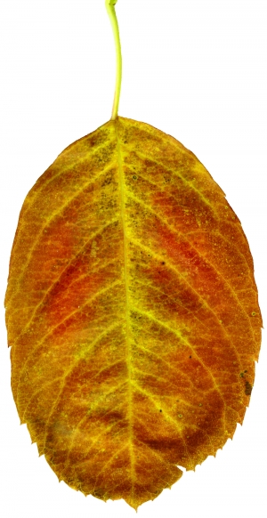 植物树叶-ID:940967085