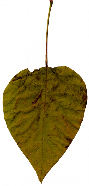 植物树叶-ID:803889041