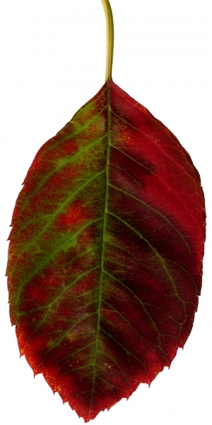 ModernPlant Leaves
