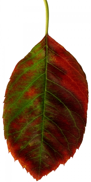 植物树叶-ID:394324063