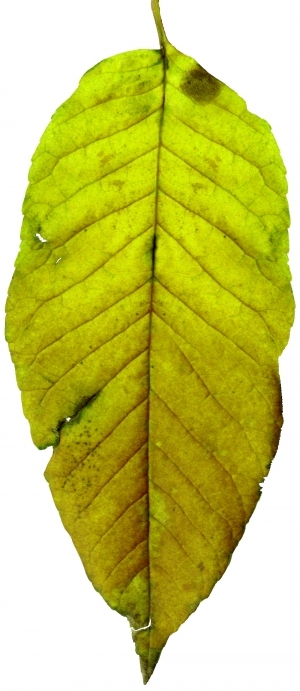 ModernPlant Leaves
