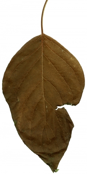 ModernPlant Leaves