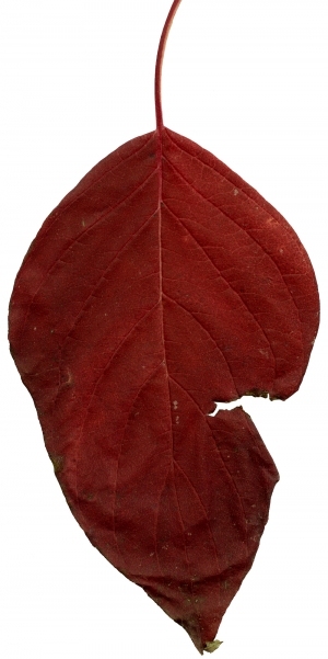 ModernPlant Leaves