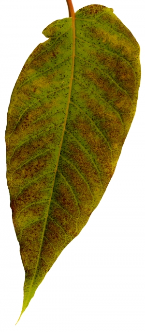 植物树叶-ID:783430109
