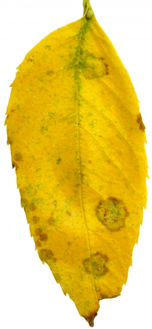 植物树叶-ID:186036114