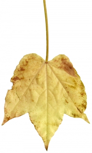 ModernPlant Leaves