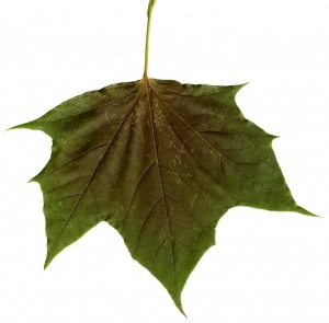 ModernPlant Leaves