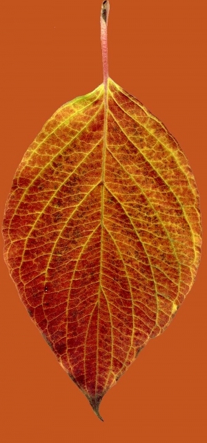 ModernPlant Leaves