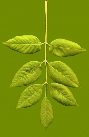 ModernPlant Leaves