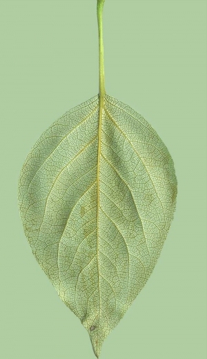 ModernPlant Leaves