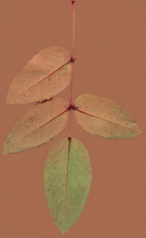 ModernPlant Leaves