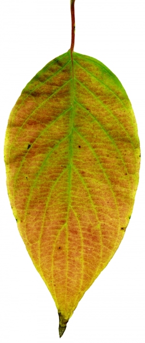 ModernPlant Leaves