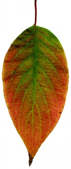 ModernPlant Leaves