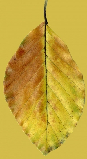 ModernPlant Leaves