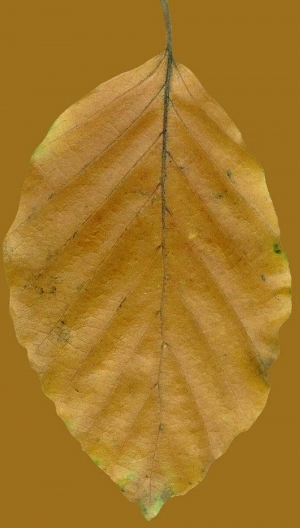ModernPlant Leaves