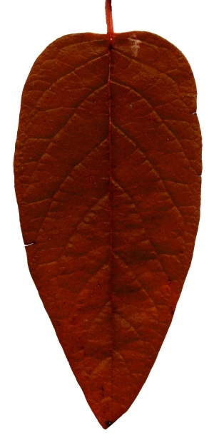 ModernPlant Leaves