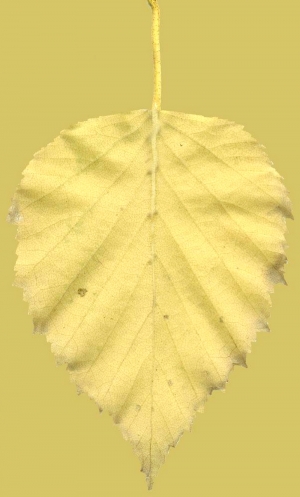 植物树叶-ID:745780945