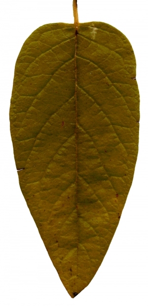 ModernPlant Leaves