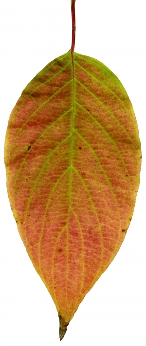 ModernPlant Leaves