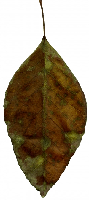 植物树叶-ID:760731947