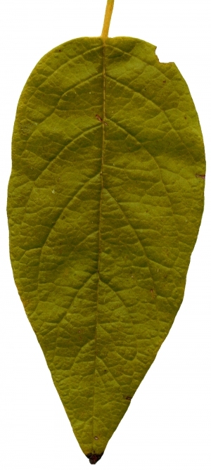 ModernPlant Leaves