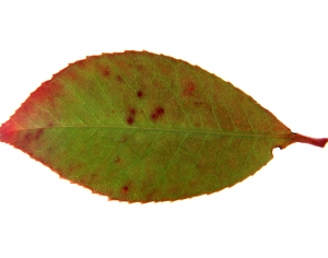 植物树叶-ID:348129039
