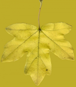 植物树叶-ID:794342043