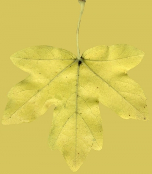 植物树叶-ID:316175946