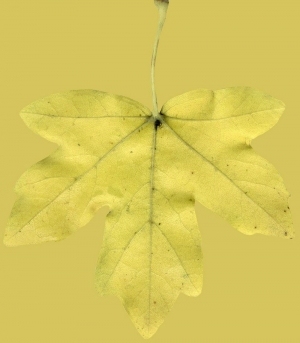 ModernPlant Leaves